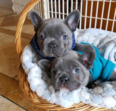 French Bulldog Puppies For Sale In Texas